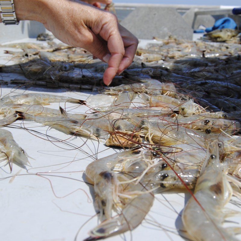 Hilton Head Shrimp Trawler