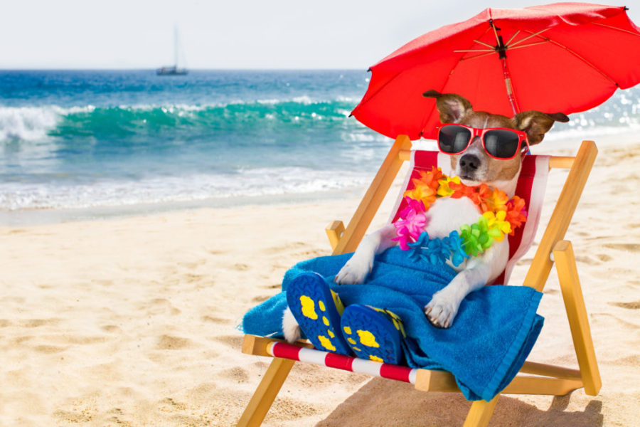 Hilton Head Pet Vacation a person sitting at a beach umbrella in the sand