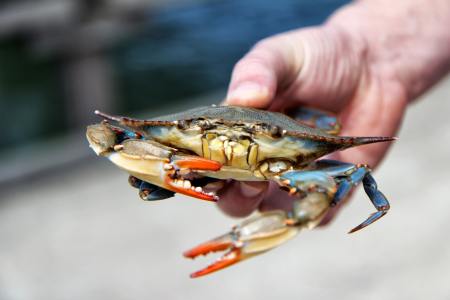 a close up of a hand holding a crab